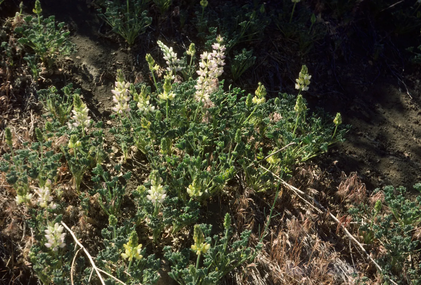 lupinus luteolus (annual) Rd to Horn Meadow Ventura Co 6/6/85