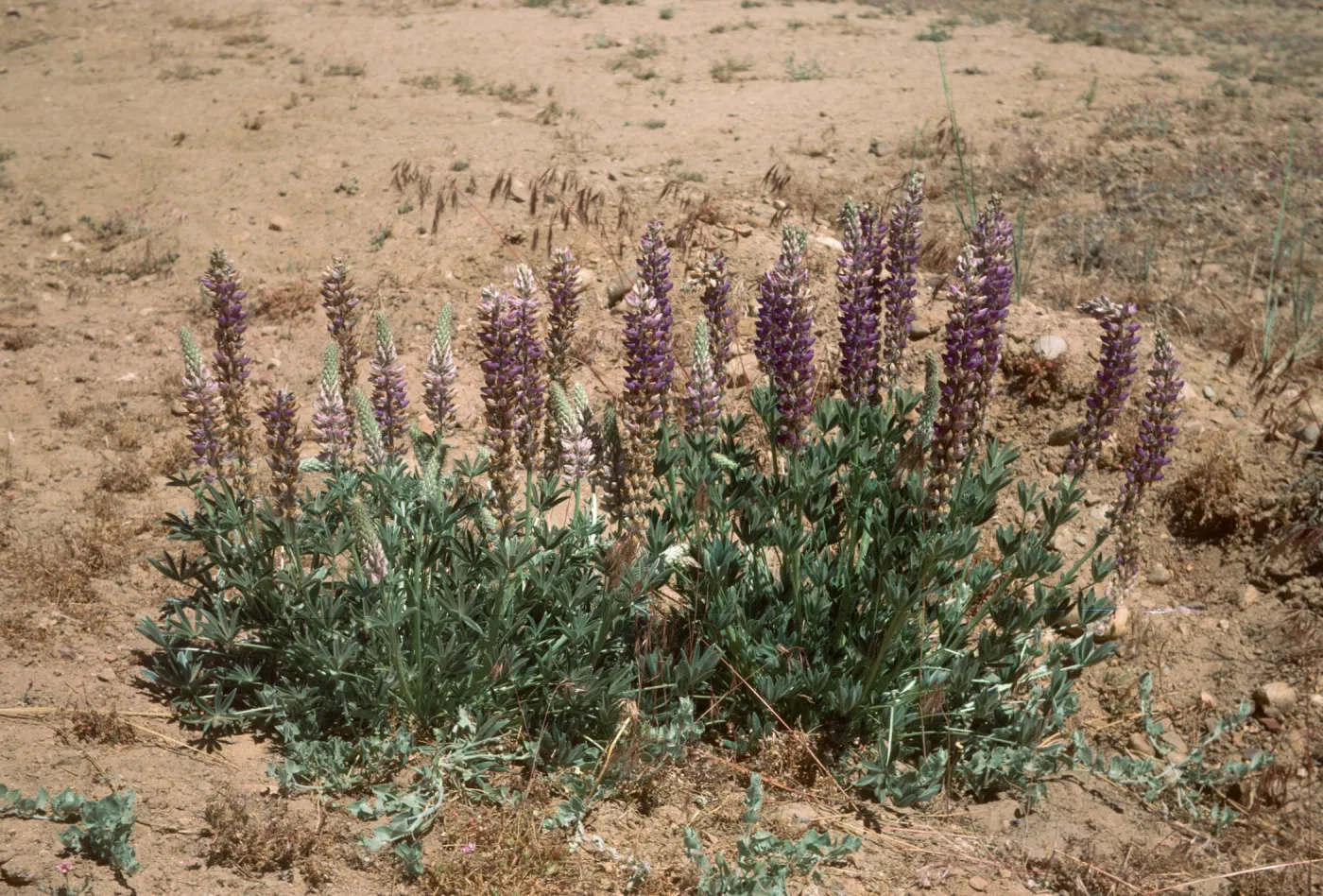 Lupinus excubitus var. johnstonii Reys gr at Ozena Rd Ventura Co 6/6/85