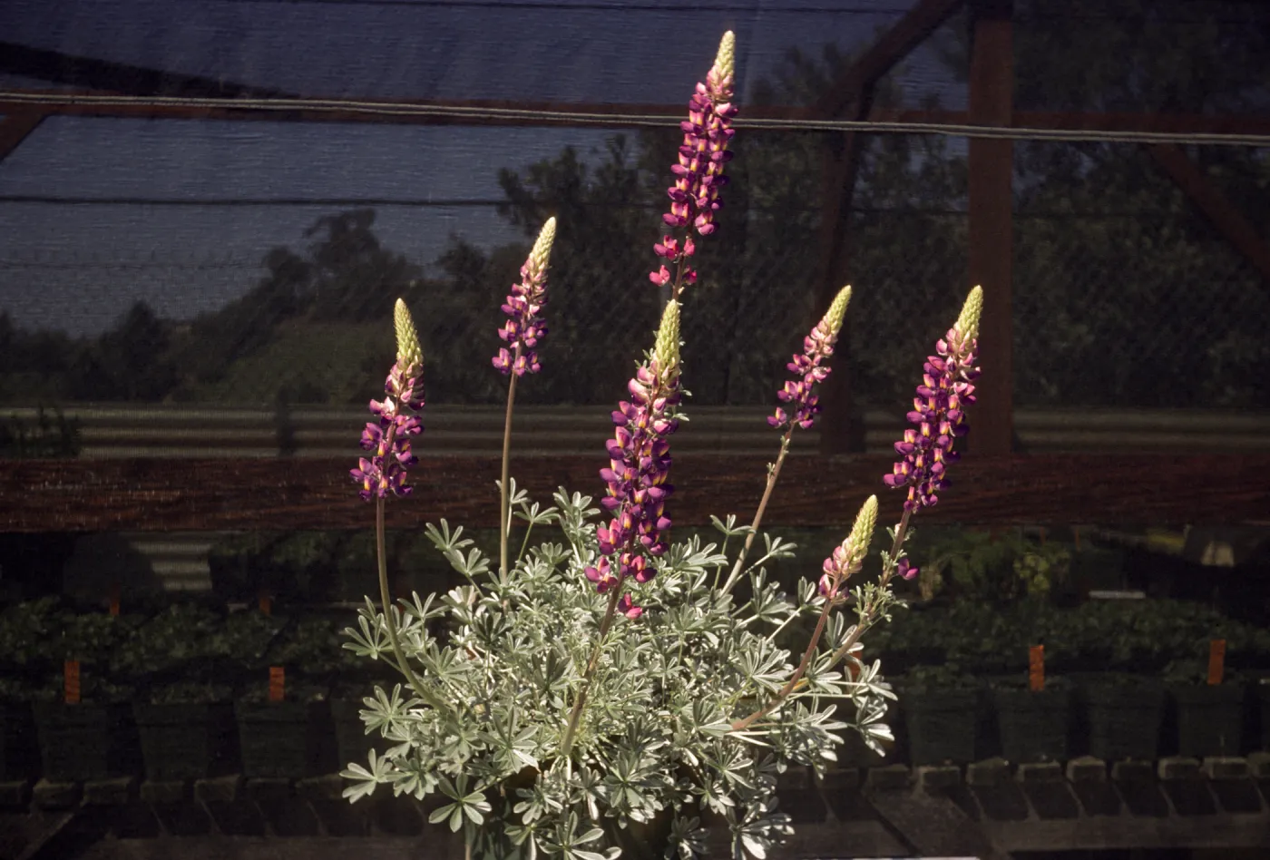 Lupinus excubitus var. johnstonii Exj 100-3