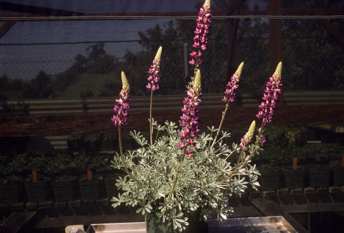 Lupinus excubitus var. johnstonii Exj 100-3