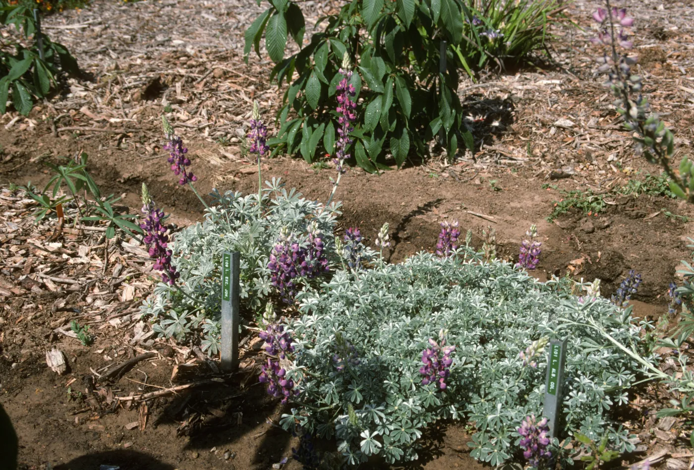 Lupinus excubitus var. johnstonii Lupinus albifrons var. collinus