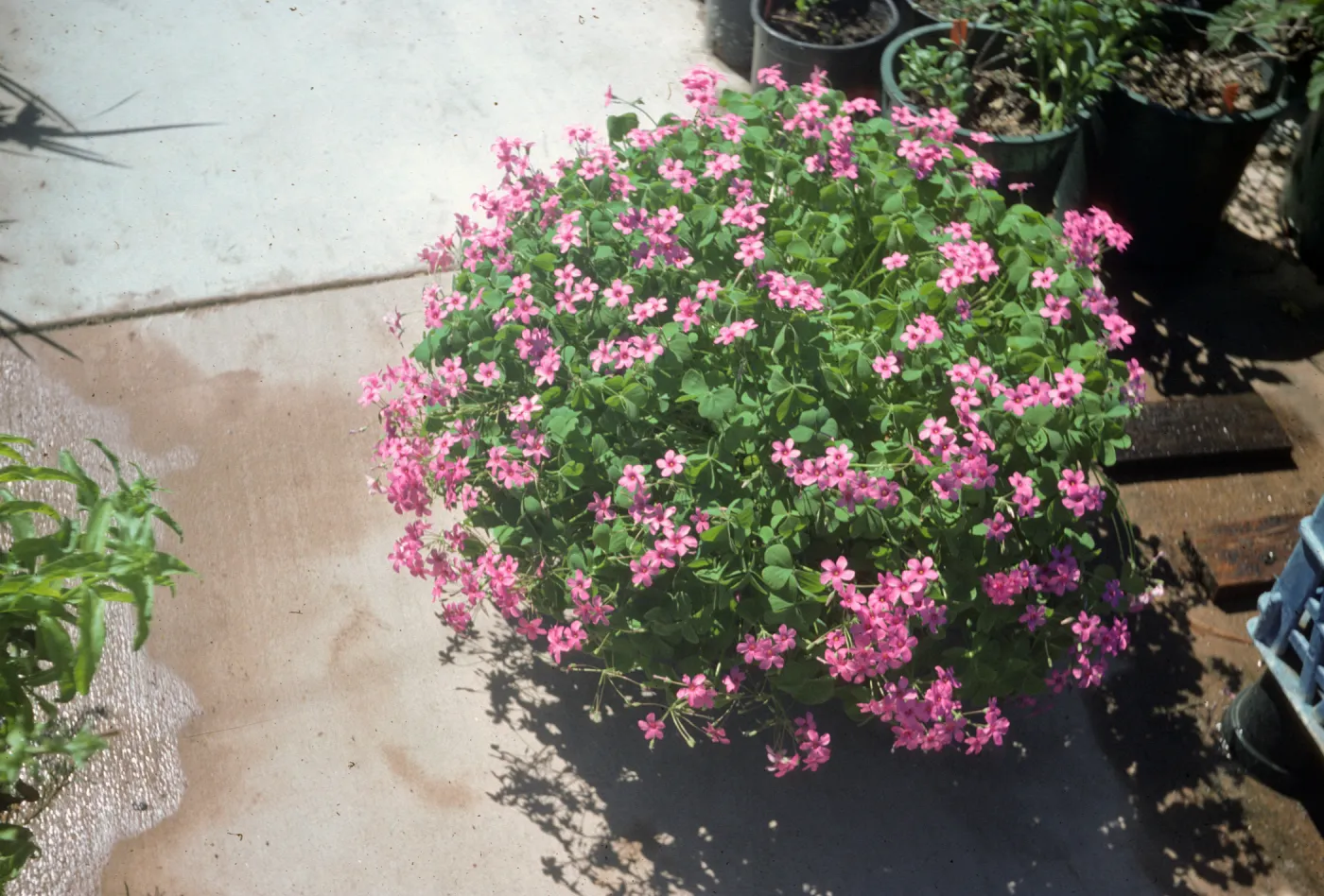 Oxalis rubra