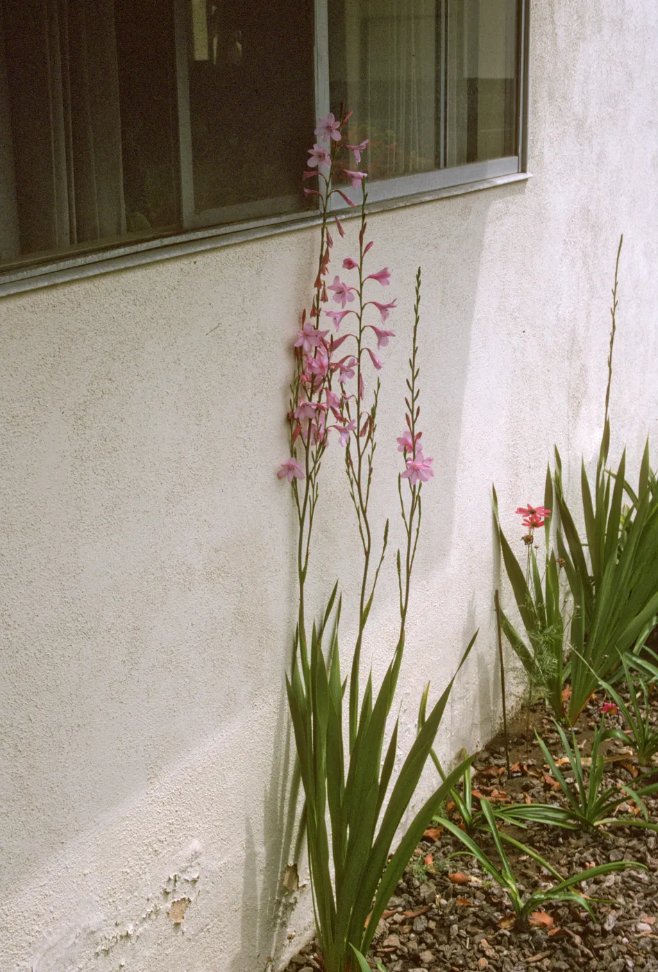 Watsonia pysasnidalta