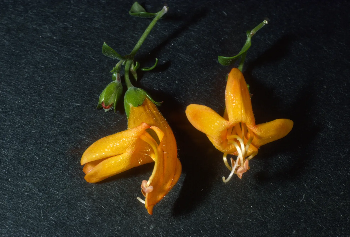 Keckiella antirrhinoides x cordifolia K03 actins+zygs mosphie