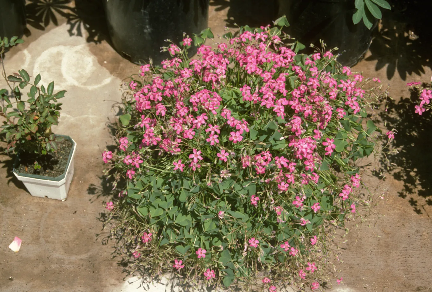 Oxalis rubra