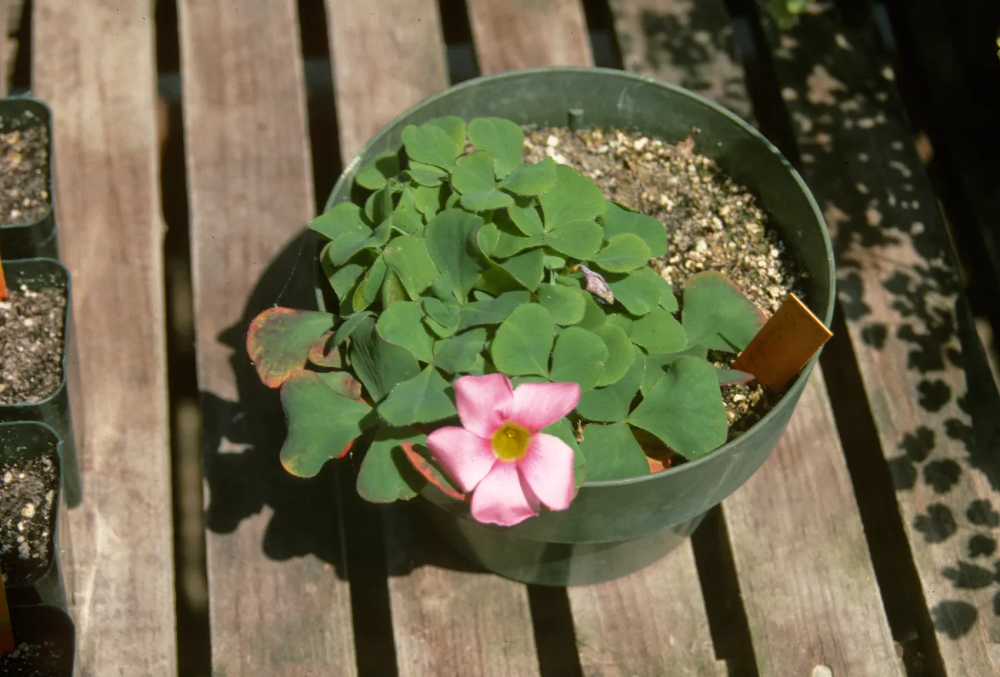 Oxalis pur Dutsb hyb O-104