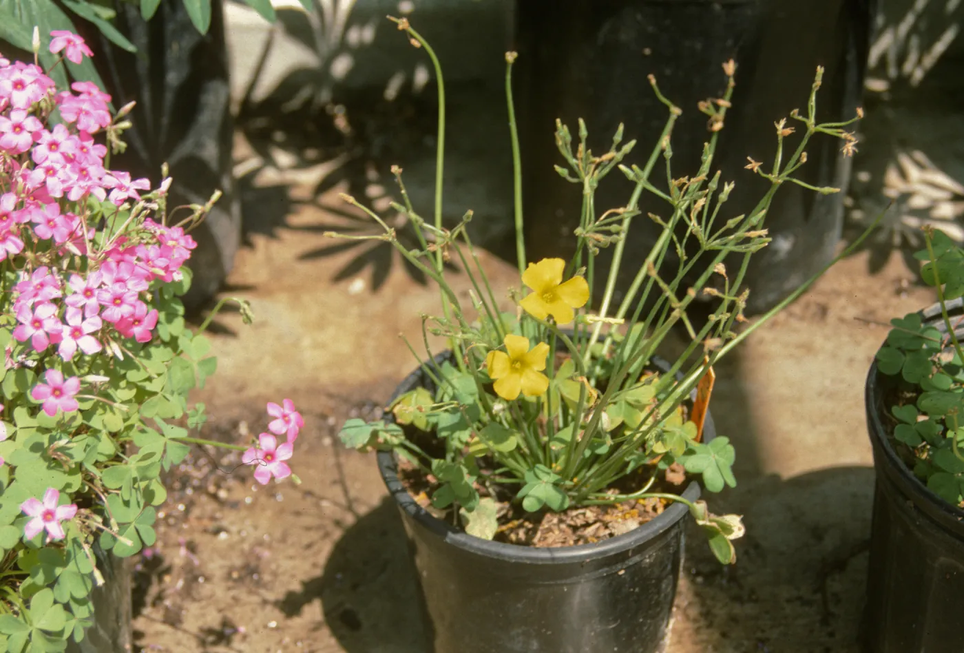 Oxalis pu - caps