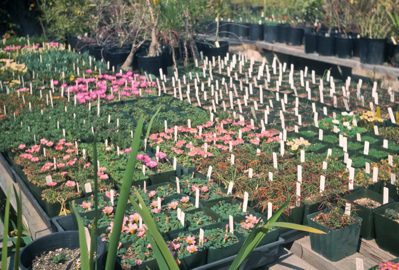 oxalis species UCIBG