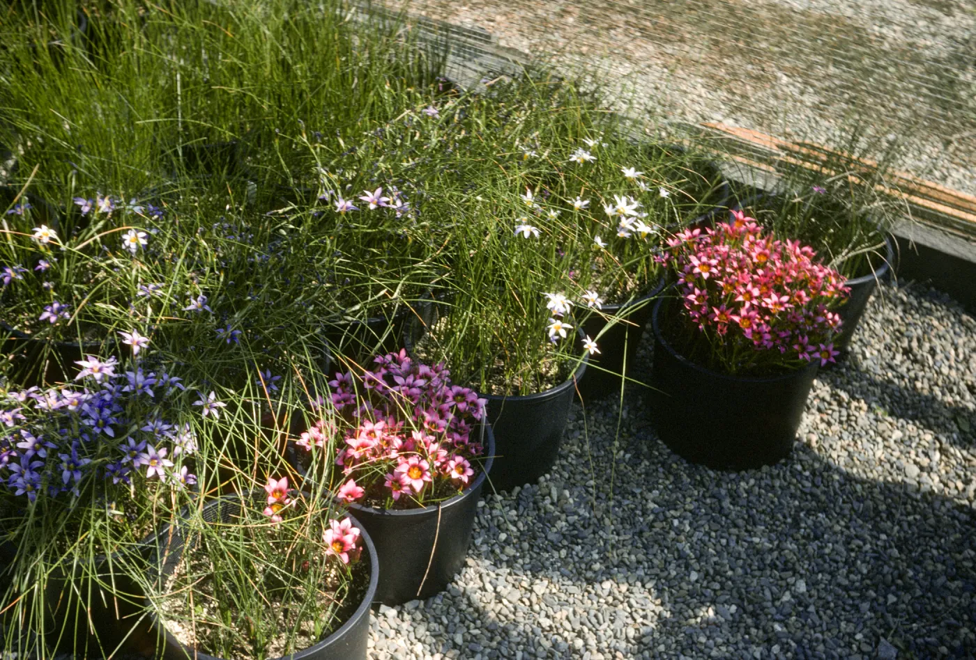 romulea UCIBG