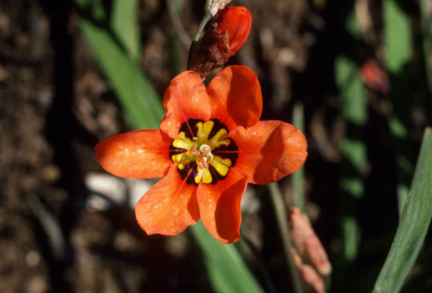 Streptanthera cuprea coccinea SBBG