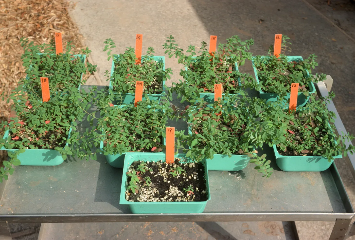 Soil mix test Bio Con 400 test