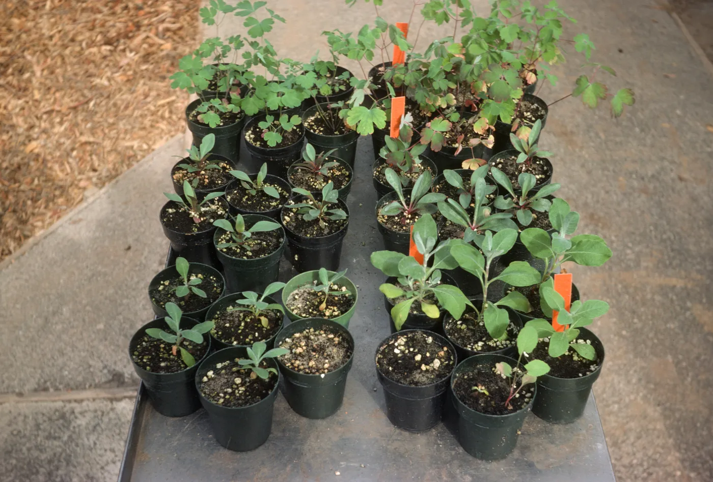 Soil mix test Bio Con 400 test