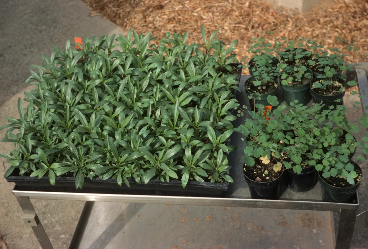 10A organic fert mix Bio Con 400 test