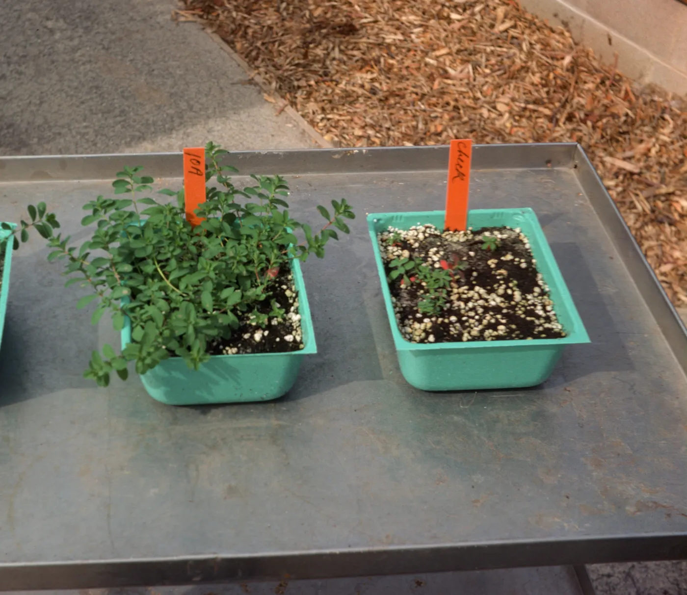 10A organic fert soil mix check chem. fert Bio Con 400 test
