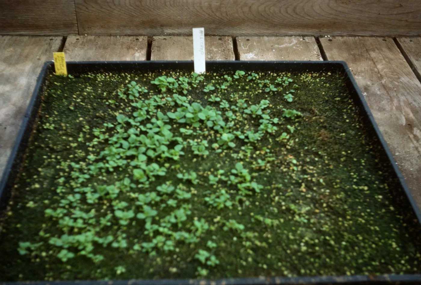 Petunia Fire Chief' maxicsop 8yr old seed Bio Con 400 test