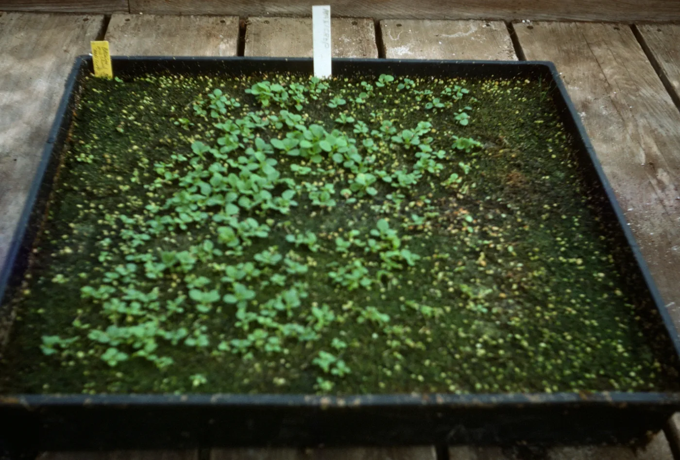 Petunia Fire Chief' maxicsop 8yr old seed Bio Con 400 test