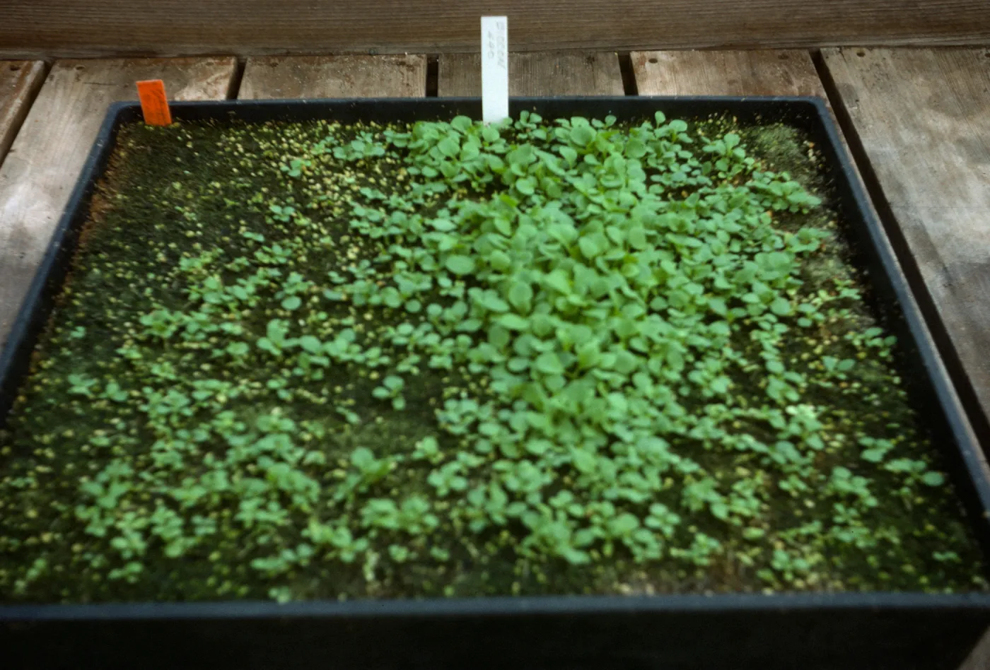 Petunia Fire Chief' maxicsop 8yr old seed Bio Con 400 test