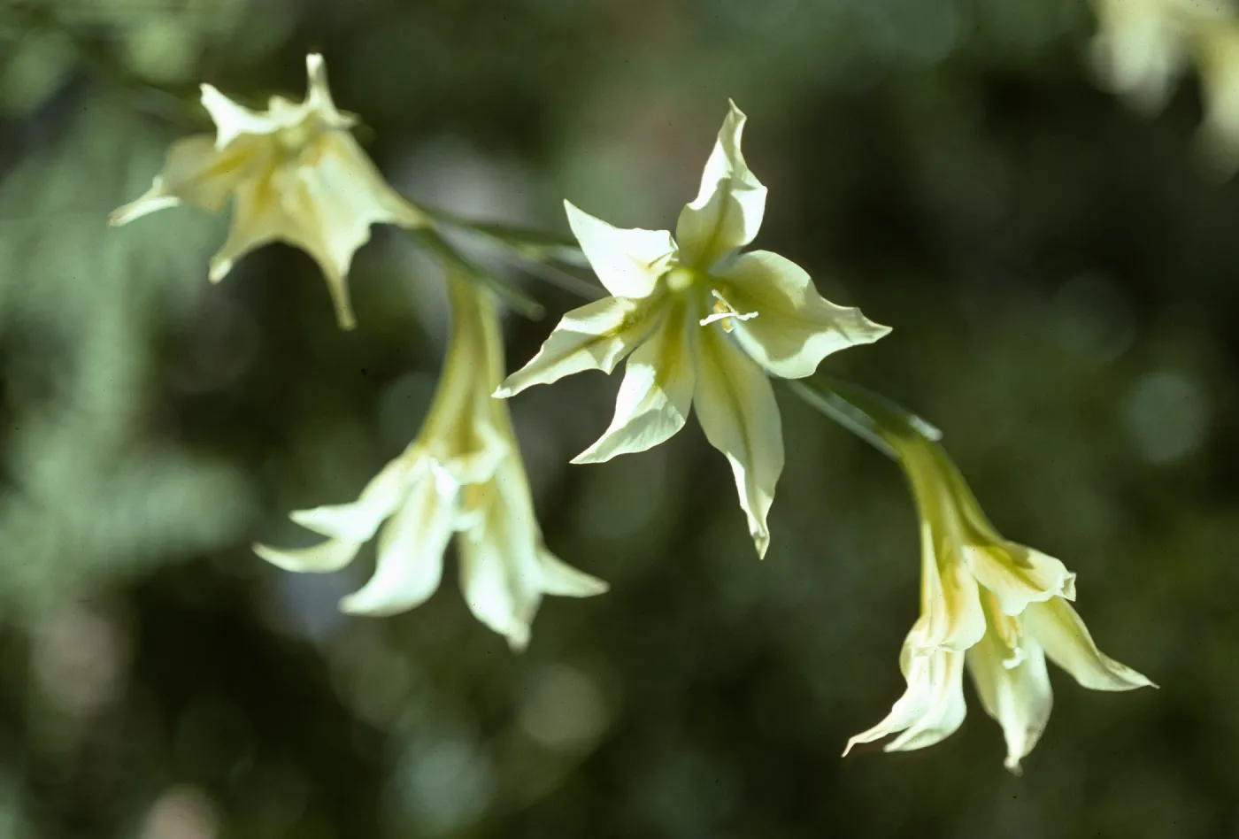 Gladiolus breeding trials Gladiolus tristis