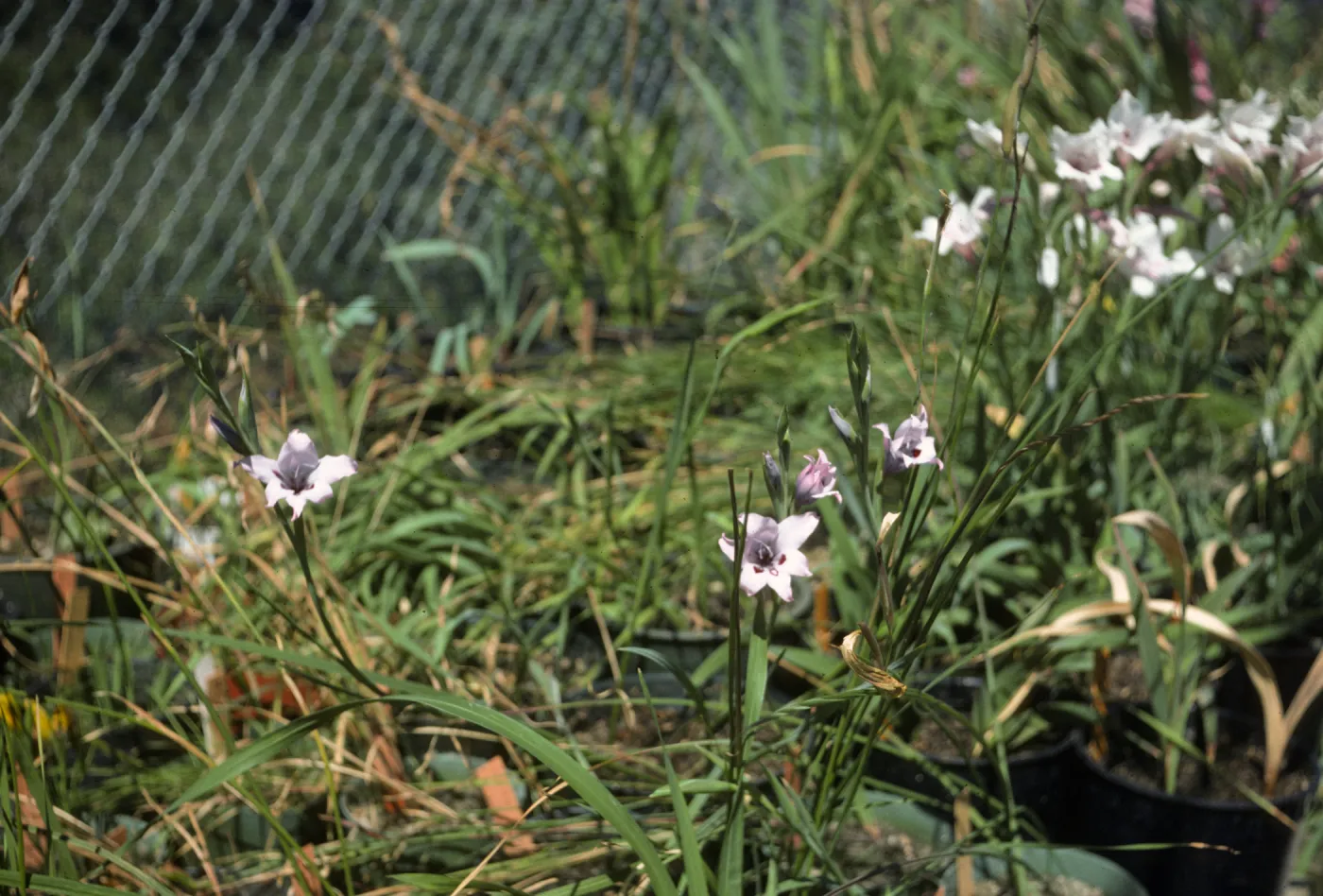 Gladiolus breeding trials