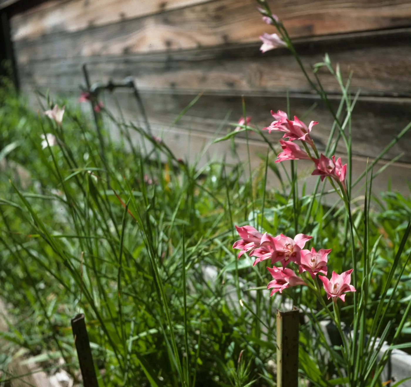 Gladiolus breeding trials Gladiolus tristis