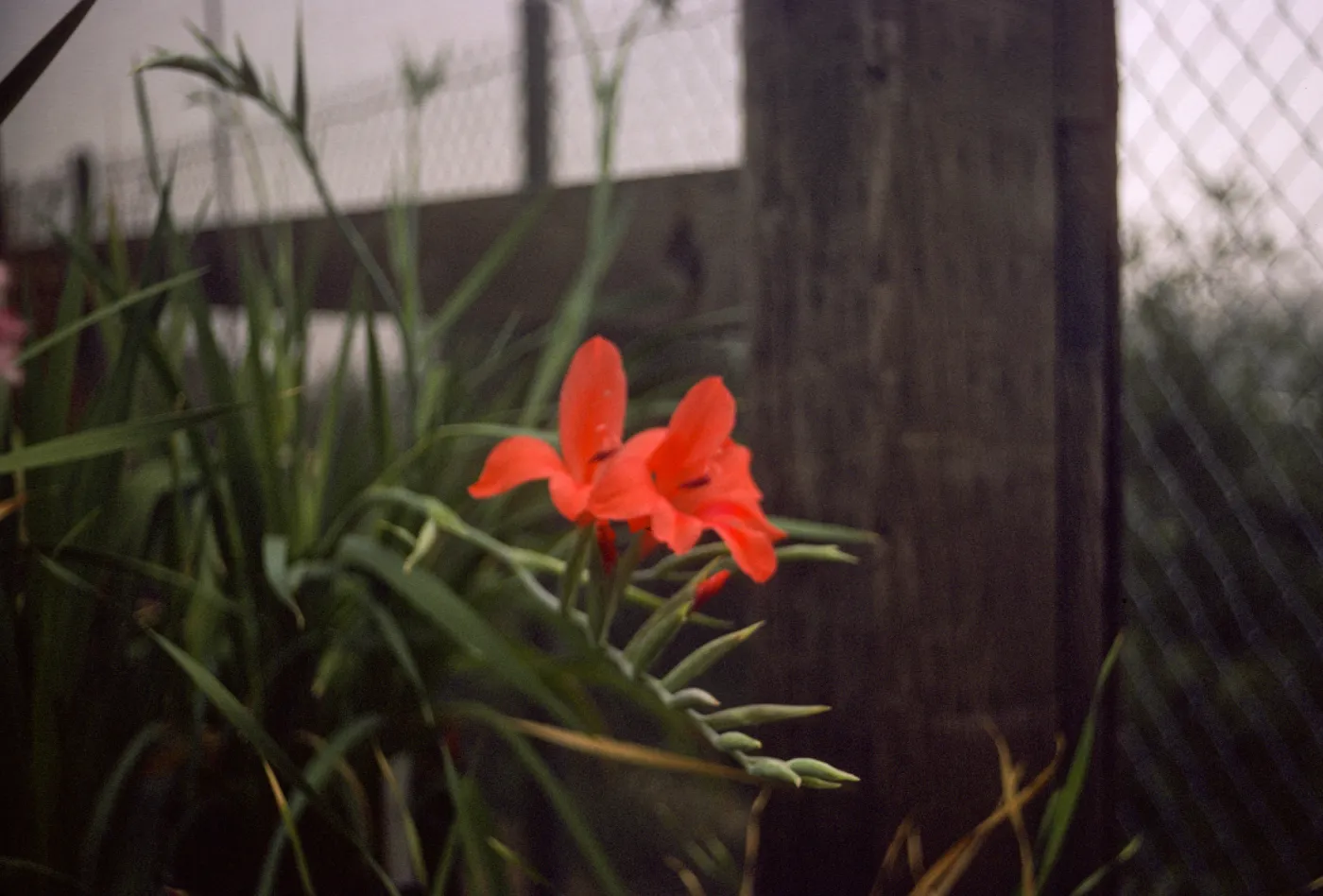 Gladiolus breeding trials
