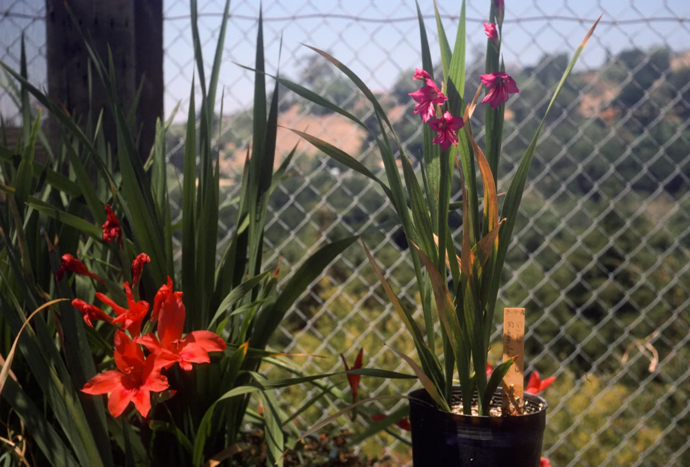 Gladiolus breeding trials