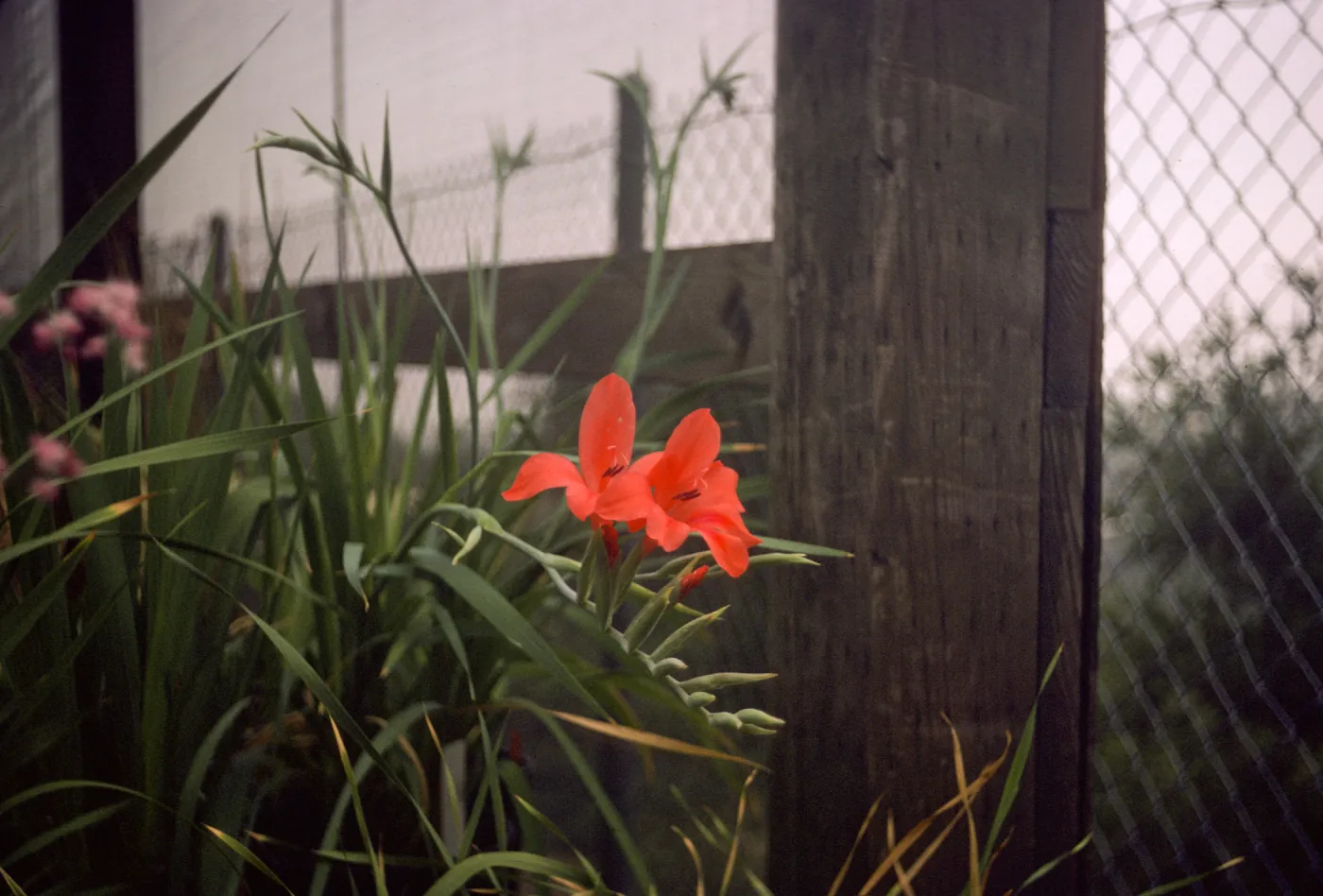 Gladiolus breeding trials