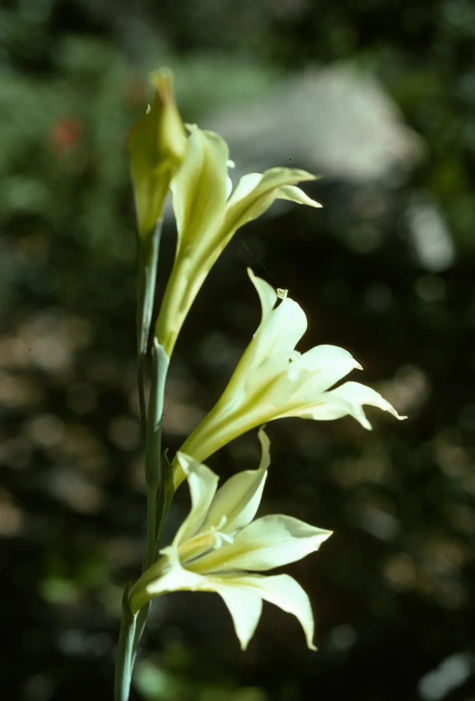 Gladiolus breeding trials Gladiolus tristis