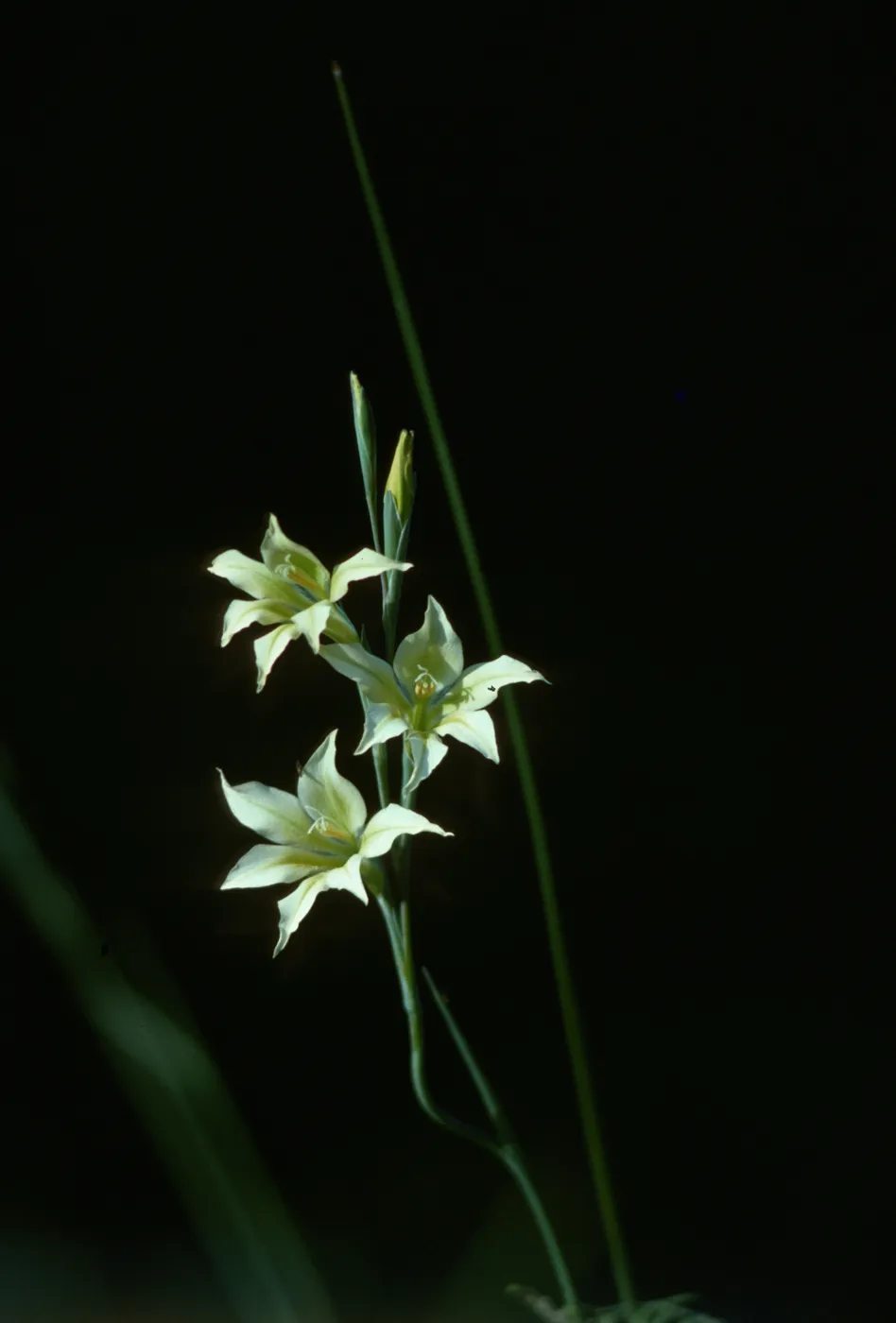 Gladiolus breeding trials