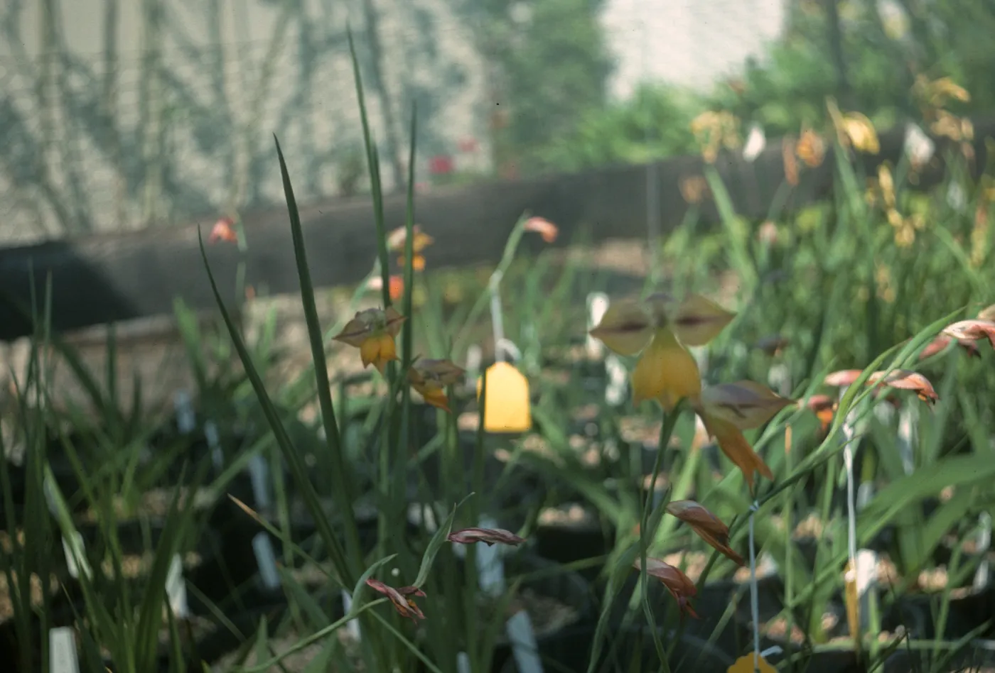 Gladiolus hybrids