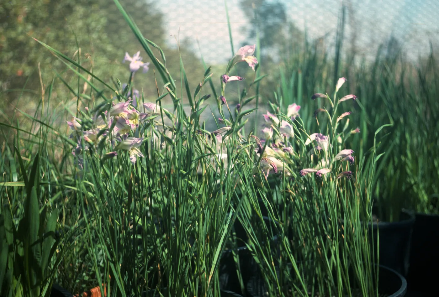 Gladiolus hybrids, Gladiolus tristis