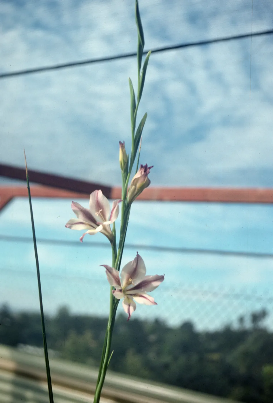 Gladiolus hybrids, Gladiolus tristis