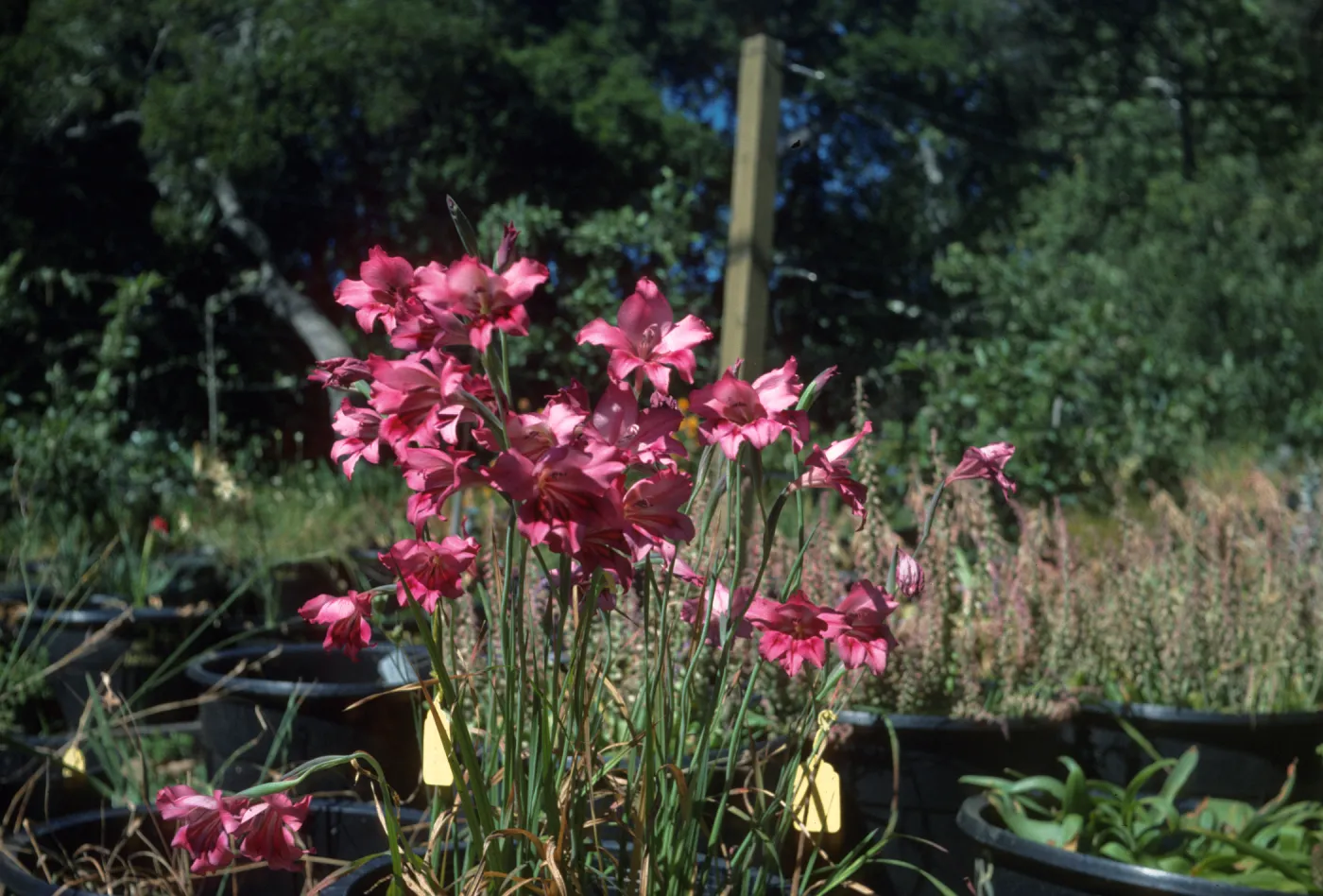 Gladiolus hybrids, Dick Dossstts Nursery