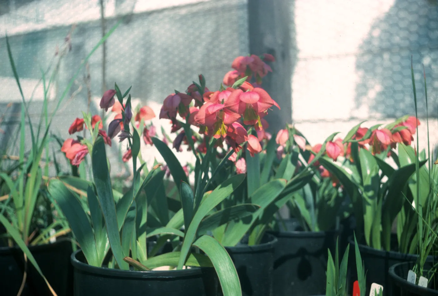 Gladiolus hybrids