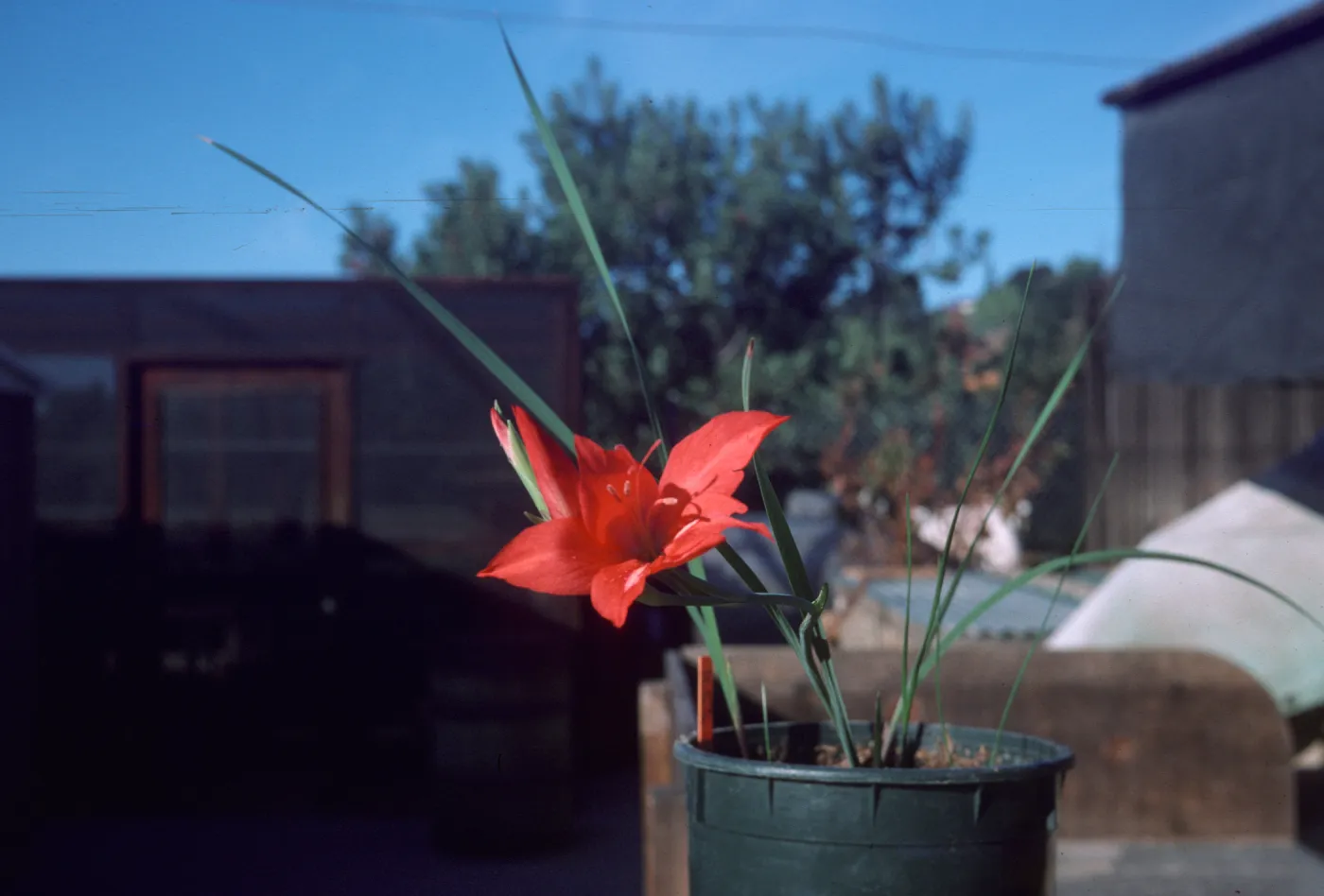 Gladiolus hybrids