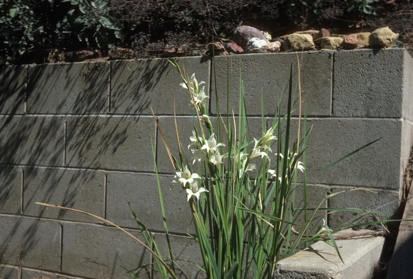 Gladiolus hybrids