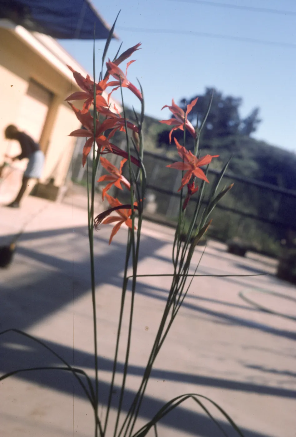 Gladiolus hybrids