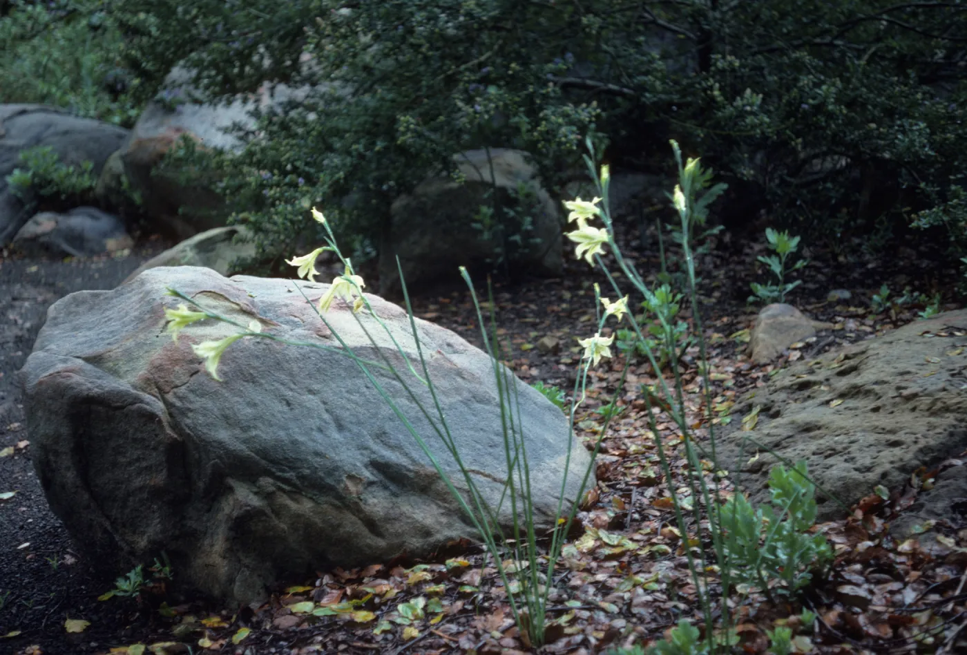 Gladiolus hybrids, Gladiolus tristis