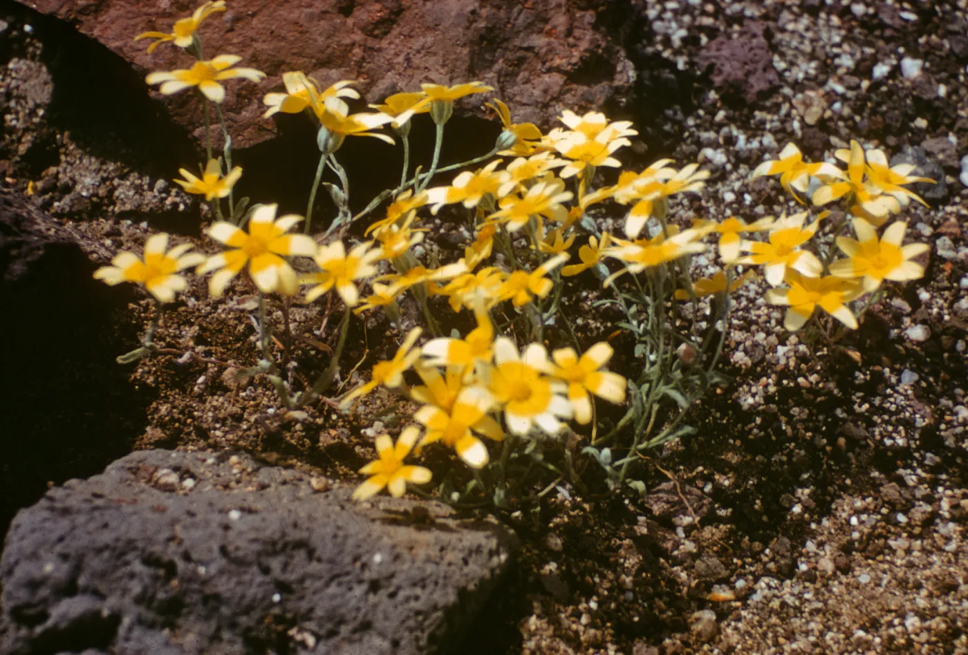 Eriophyllum ambiguum, Redrock Canyon, Kern County
