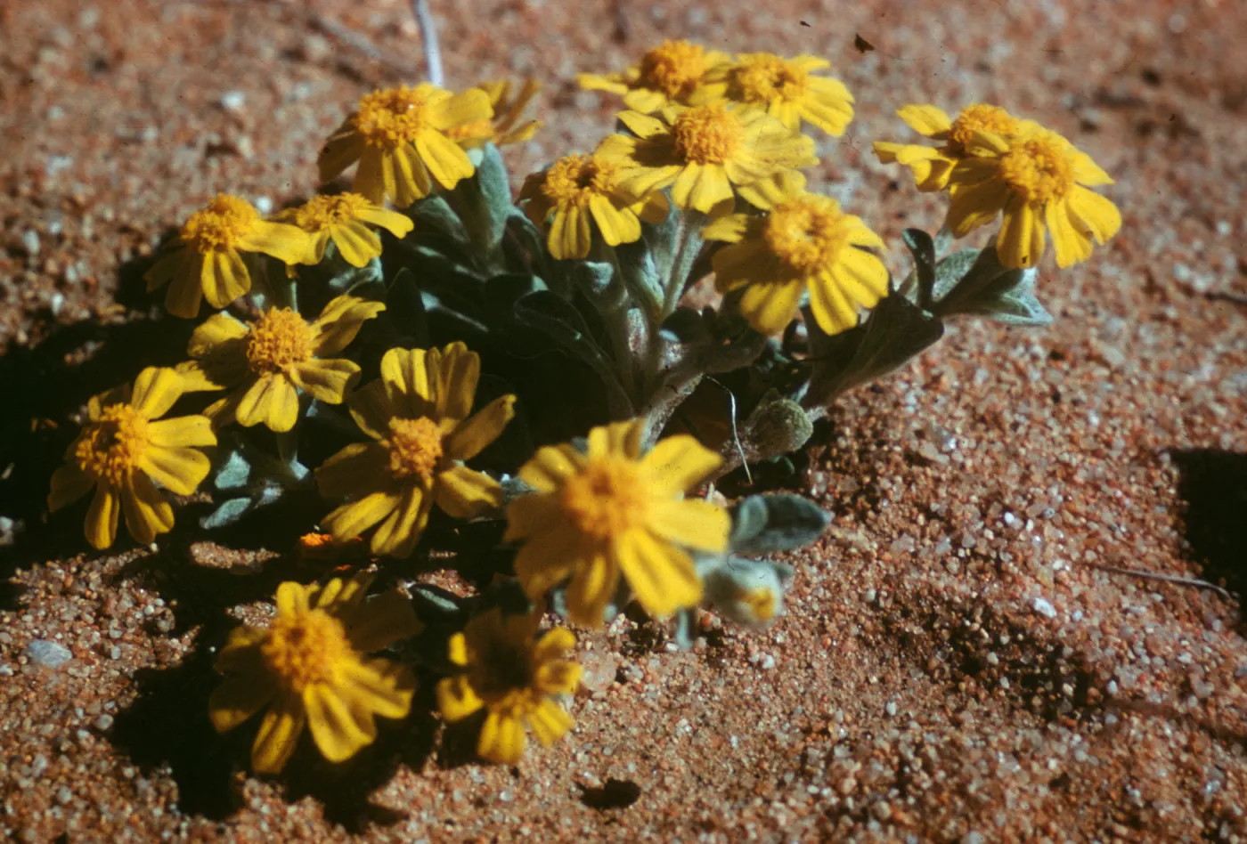 Eriophyllum wallacei, Kramer, Mojave Desert