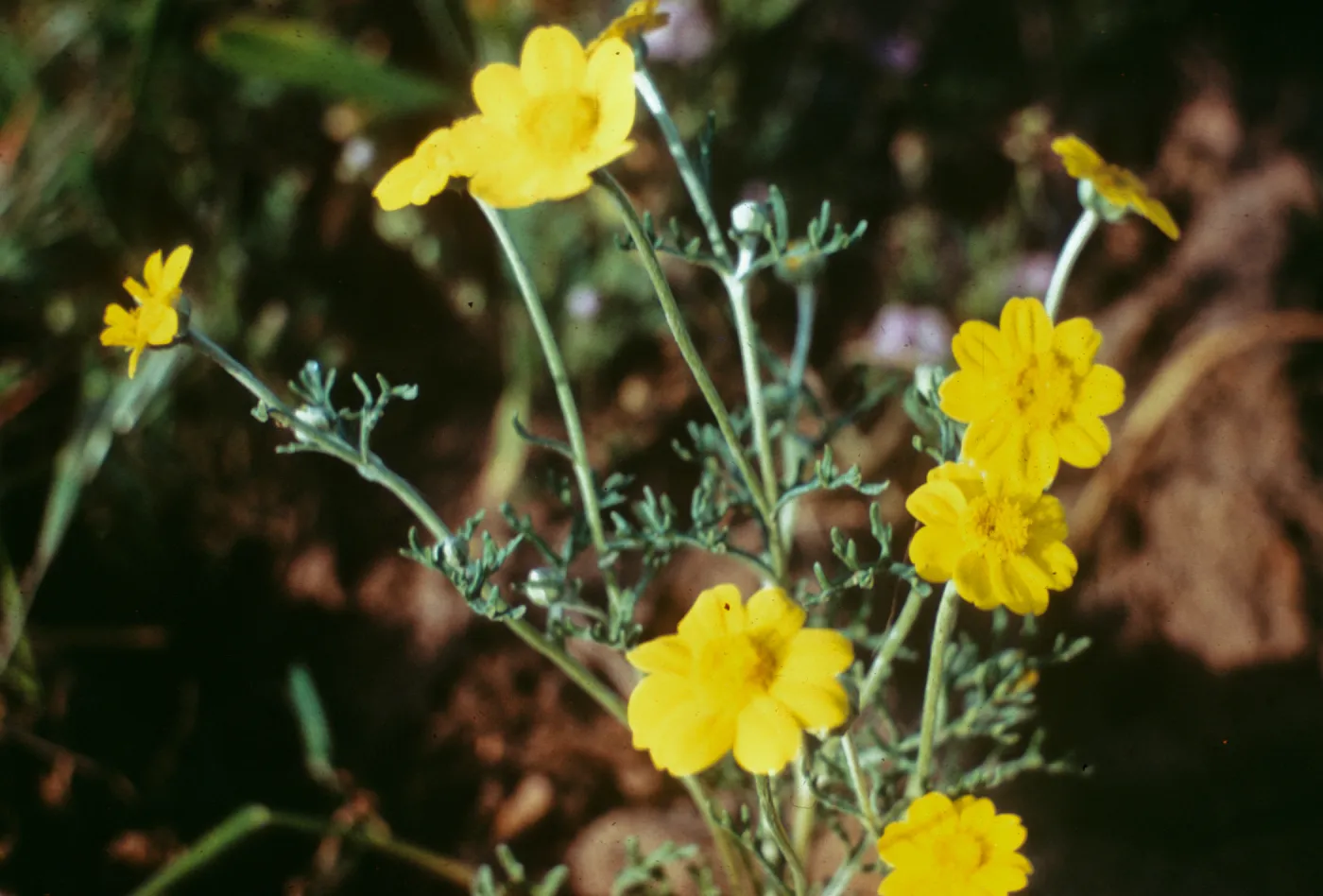 Pseudobahia peirsonii, ca. 1 mile north of Tulare, Kern County