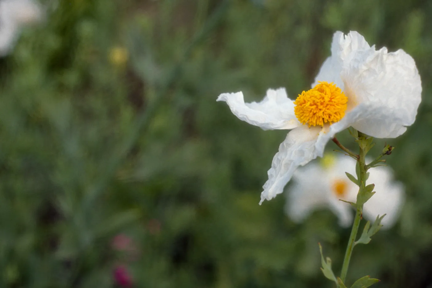 Romneya coulteri