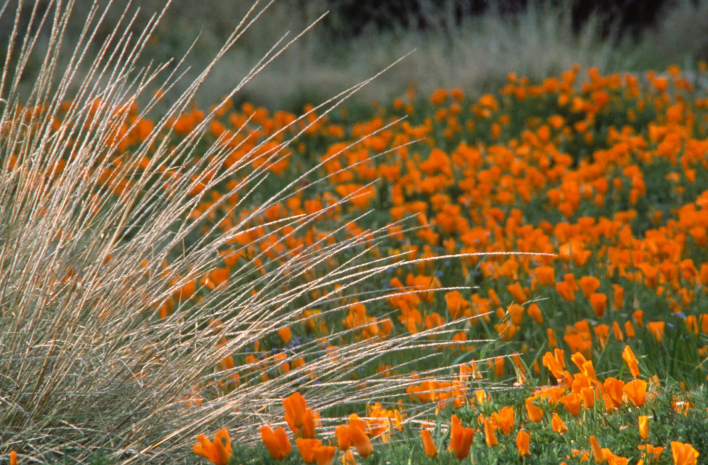 Eschscholzia California Poppy