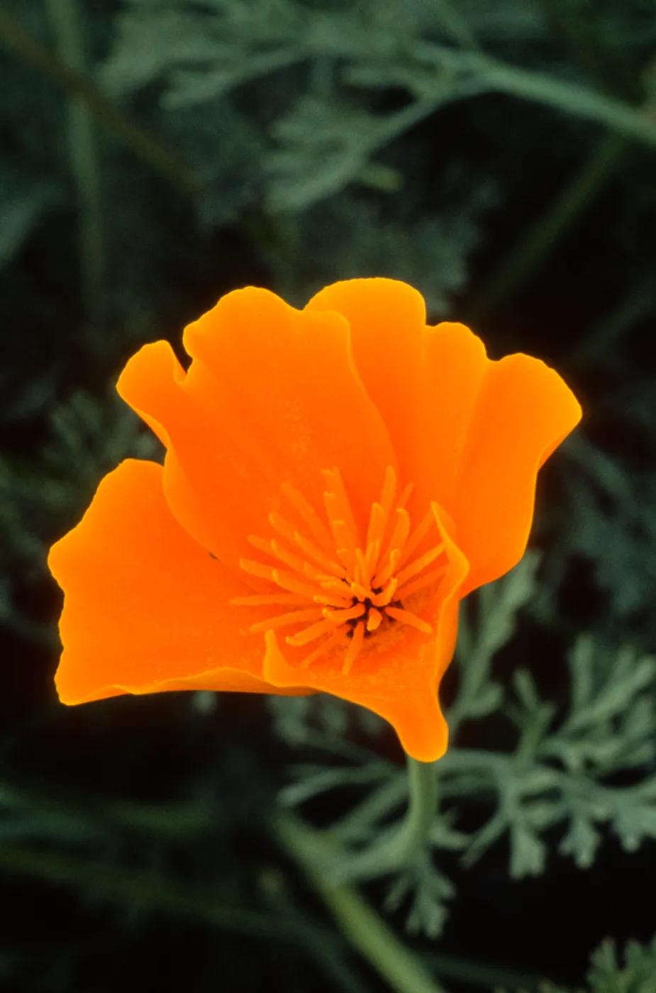 Eschscholzia ((California Poppy))