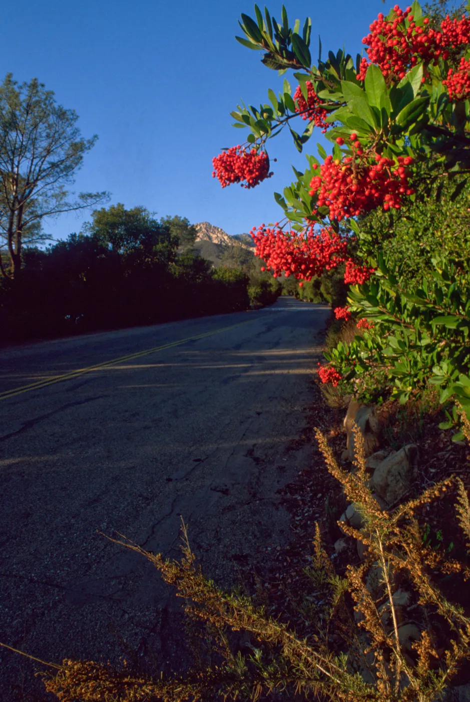 Heteromeles arbutifolia, Mission Canyon Road, blue sky, red berries
