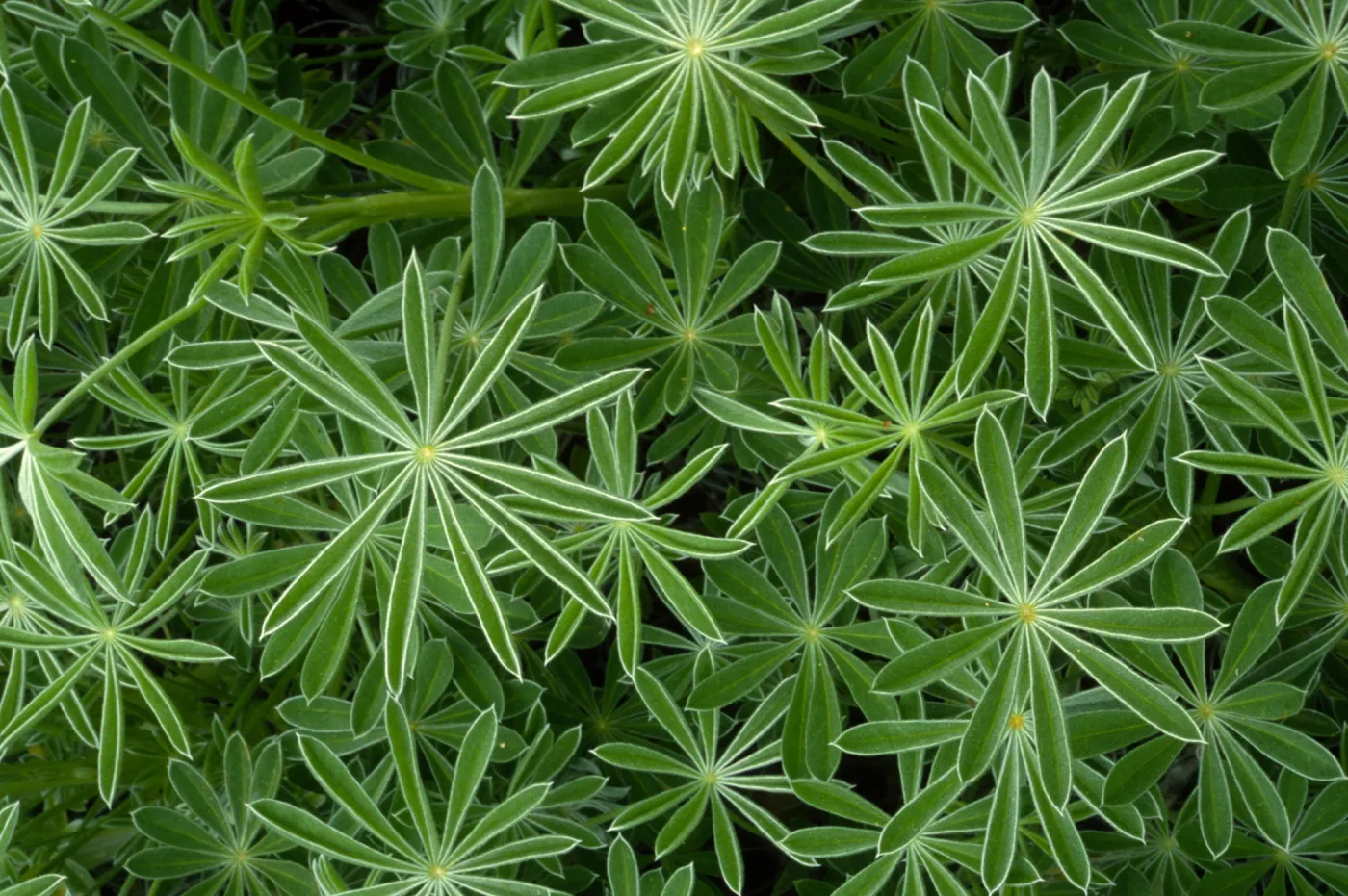 Lupinus (Lupine)