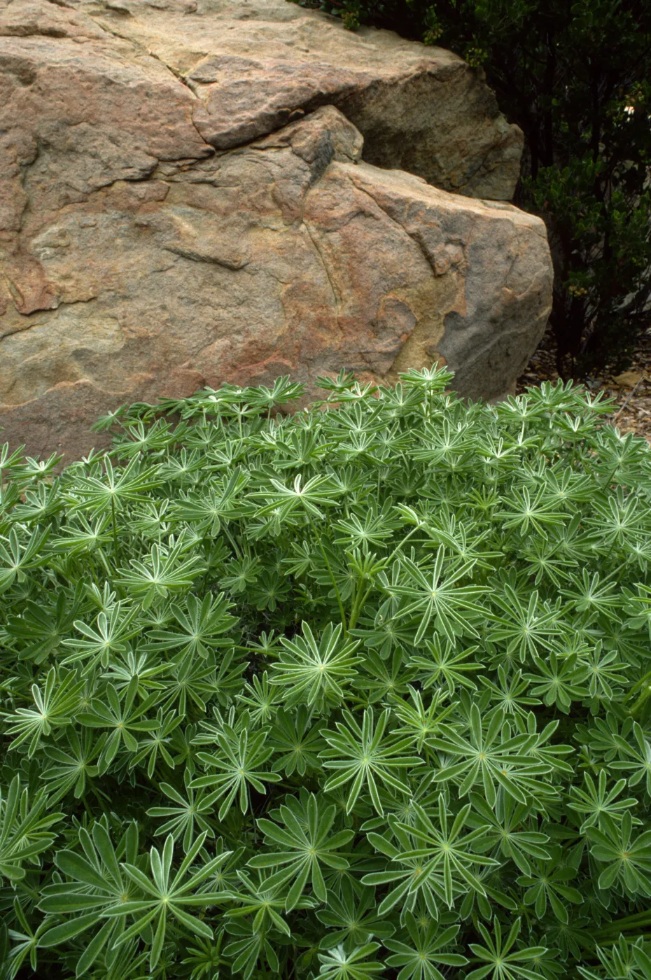 Lupinus (Lupine)
