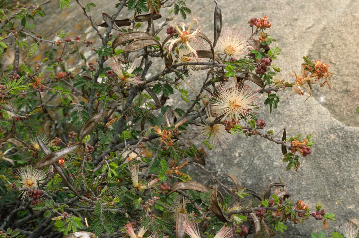 Calliandra eriophylla
