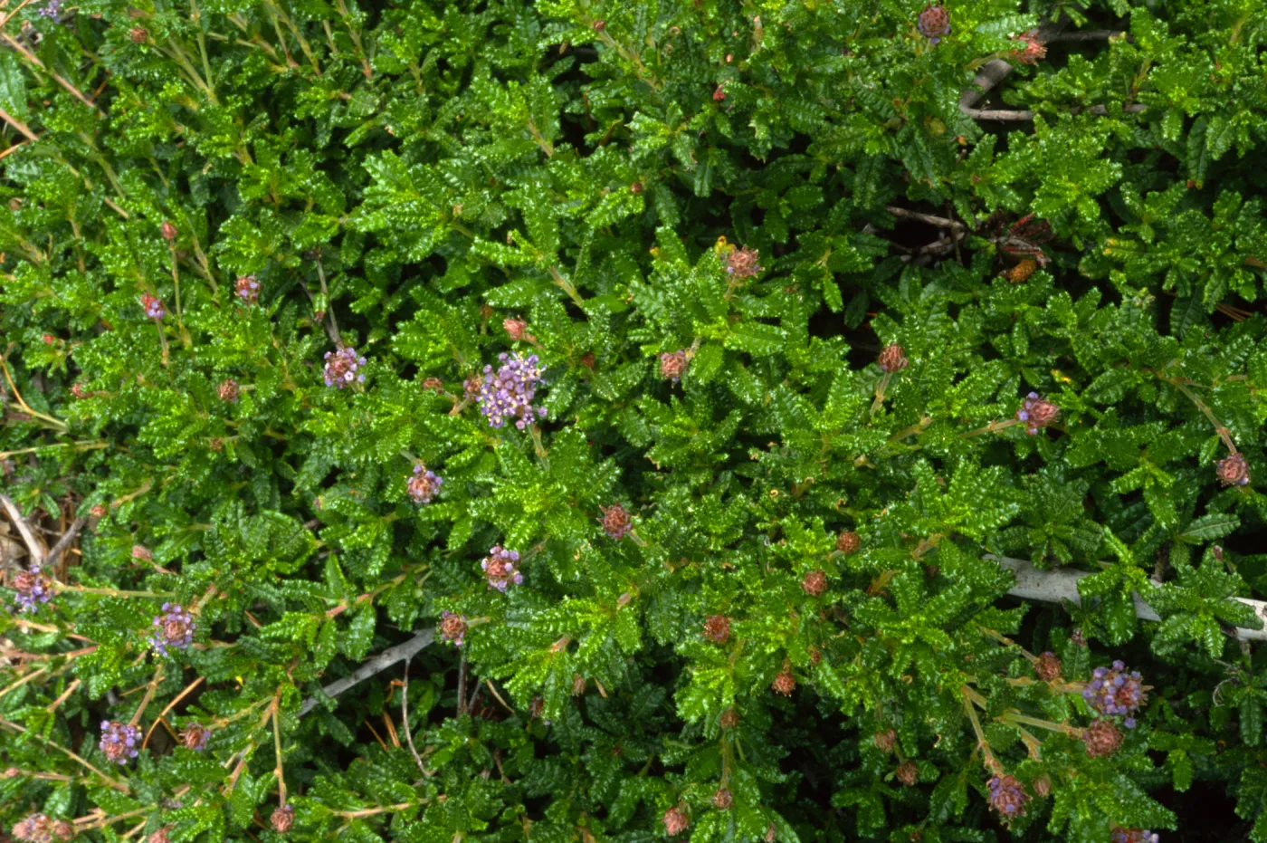 Ceanothus papillosus