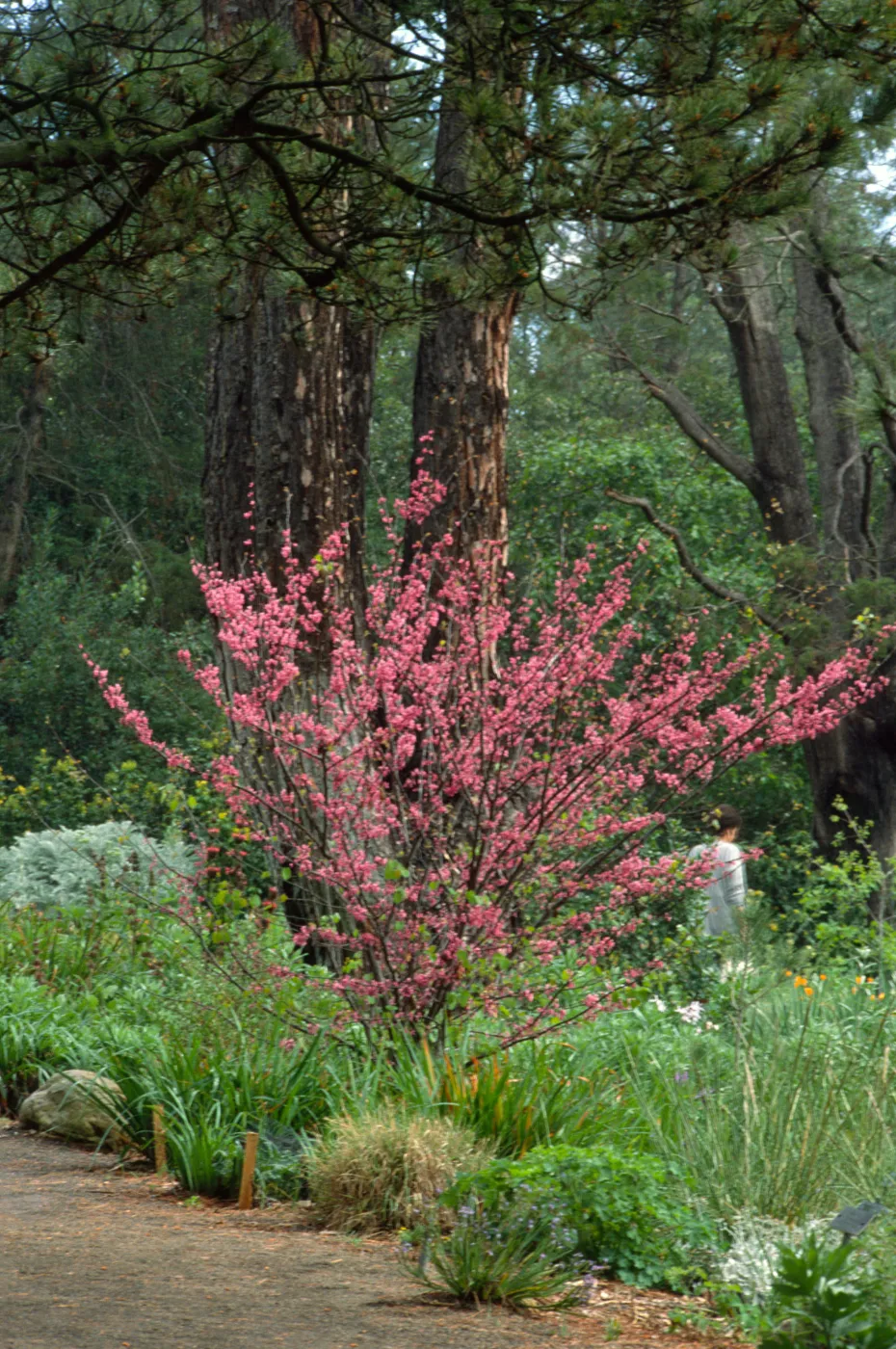 Cercis occidentalis